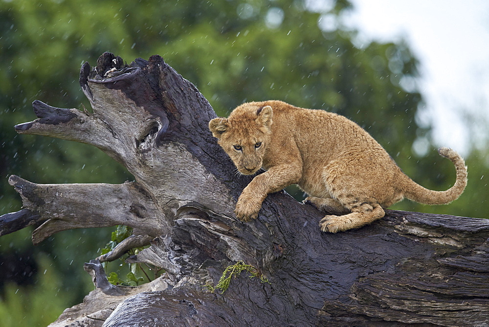 Lion (Panthera leo) cub on a downed tree trunk in the rain, Ngorongoro Crater, Tanzania, East Africa, Africa