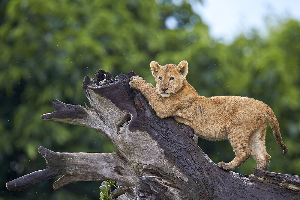 Lion (Panthera leo) cub on a downed tree trunk in the rain, Ngorongoro Crater, Tanzania, East Africa, Africa