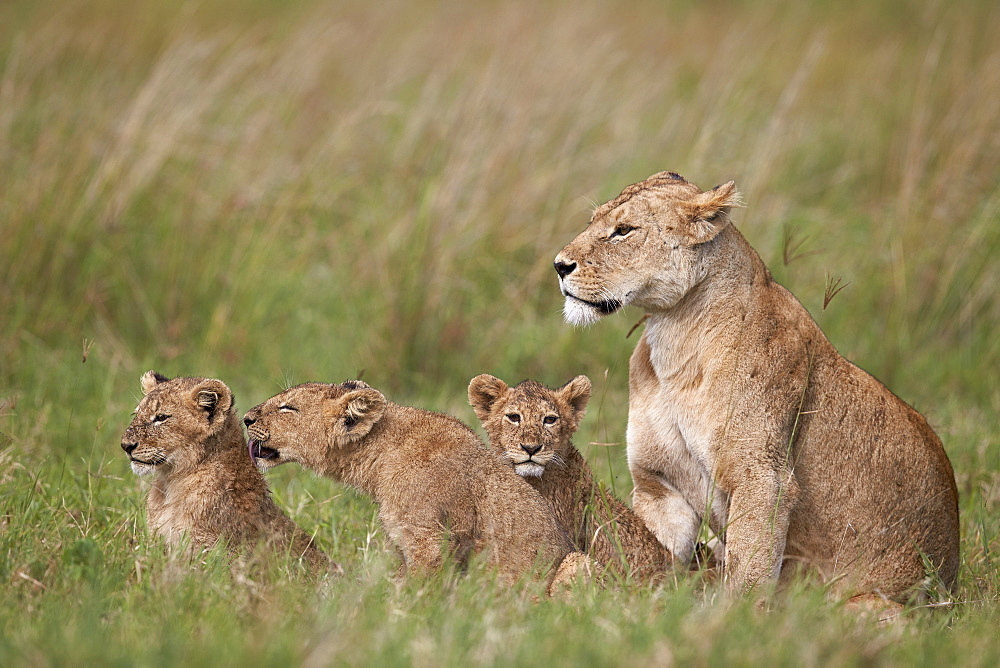 Lion (Panthera leo) female and three cubs, Ngorongoro Crater, Tanzania, East Africa, Africa