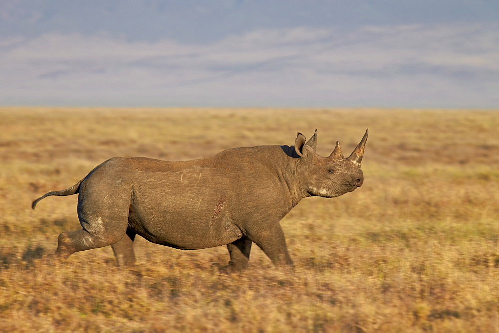 Black rhinoceros (hook-lipped rhinoceros) (Diceros bicornis) running, Ngorongoro Crater, Tanzania, East Africa, Africa