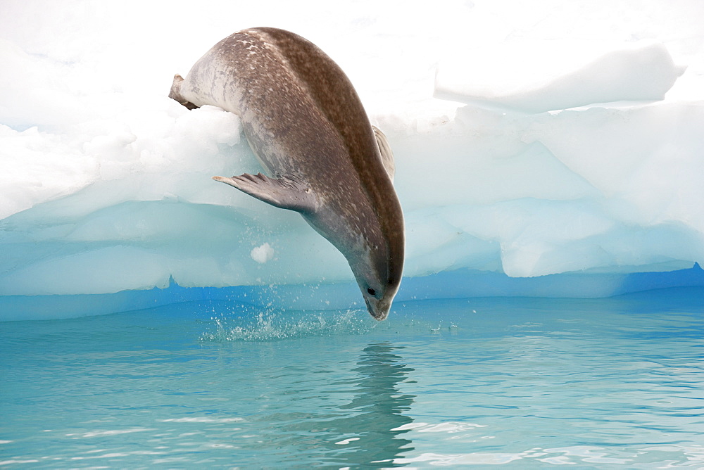 Crabeater seal (Lobodon carcinophagus) diving into the water from an iceberg, Pleneau Island, Antarctic Peninsula, Antarctica, Polar Regions