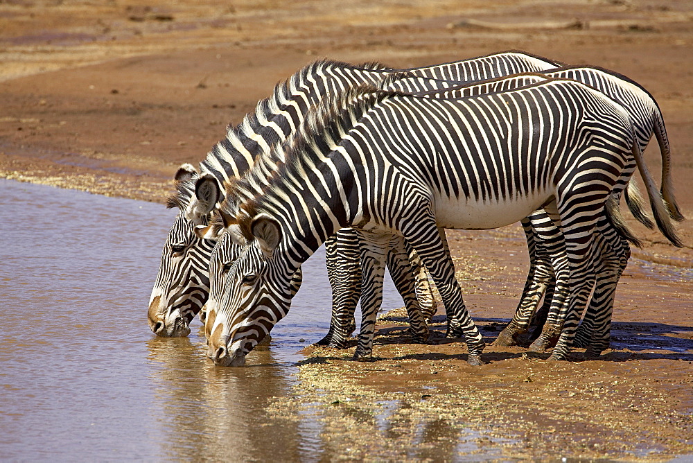 Grevy's zebra (Equus grevyi) drinking, Samburu National Reserve, Kenya, East Africa, Africa