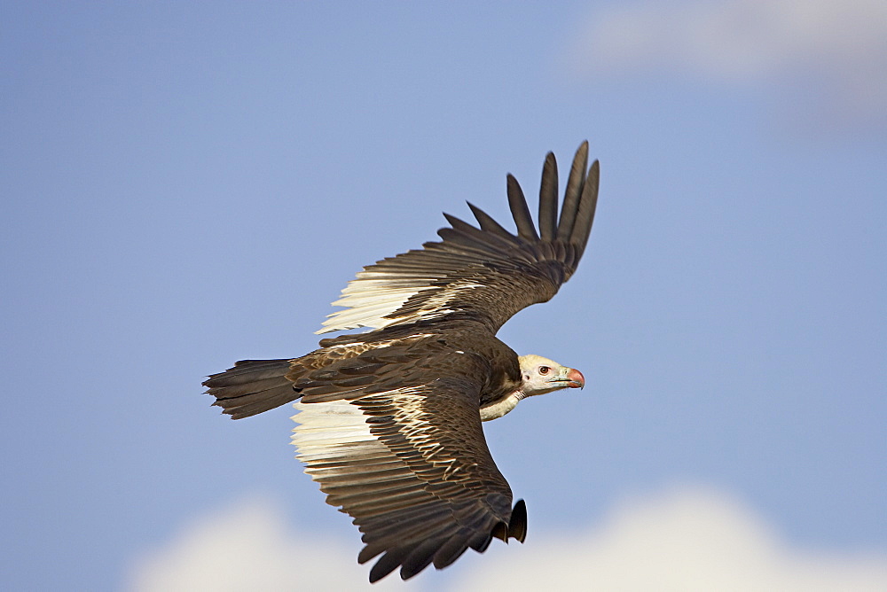 White-headed vulture (Trigonoceps occipitalis) soaring, Masai Mara National Reserve, Kenya, East Africa, Africa