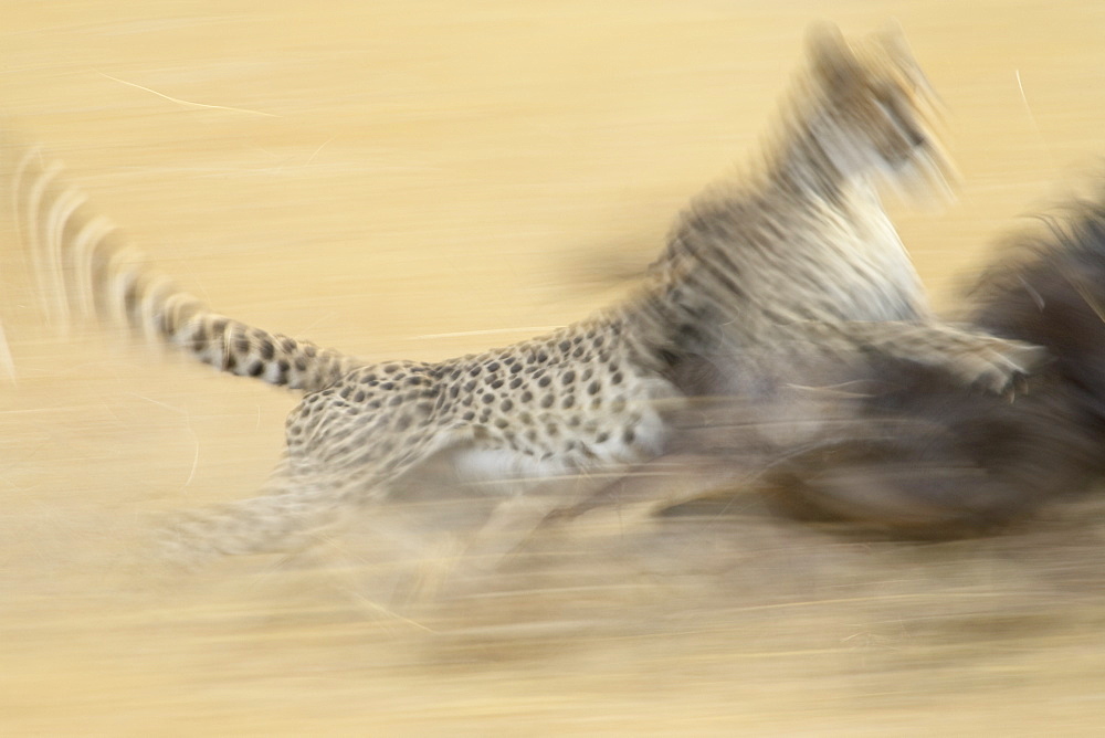 Cheetah (Acinonyx jubatus) taking down a blue wildebeest or brindled gnu (Connochaetes taurinus), Masai Mara National Reserve, Kenya, East Africa, Africa