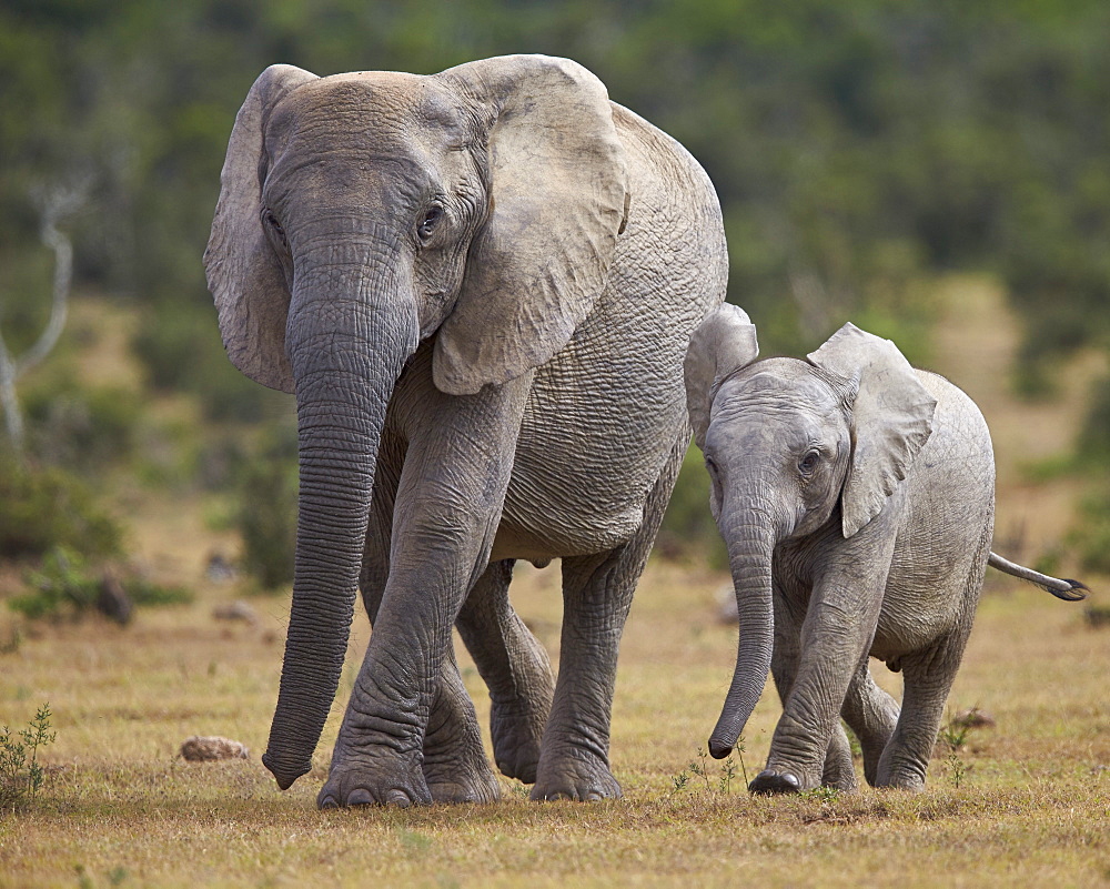 African elephant (Loxodonta africana) adult and young, Addo Elephant National Park, South Africa, Africa