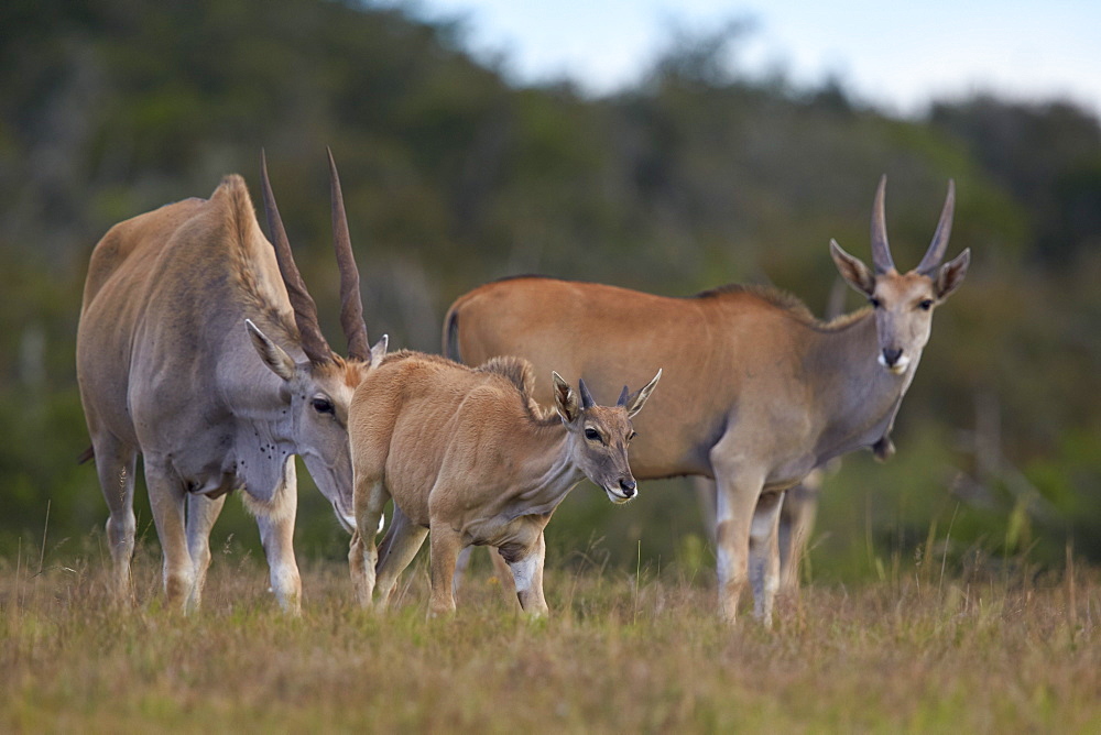 Common eland (Taurotragus oryx) adult and young, Addo Elephant National Park, South Africa, Africa