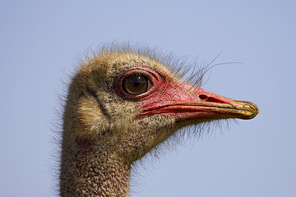 Common ostrich (Struthio camelus), Addo Elephant National Park, South Africa, Africa