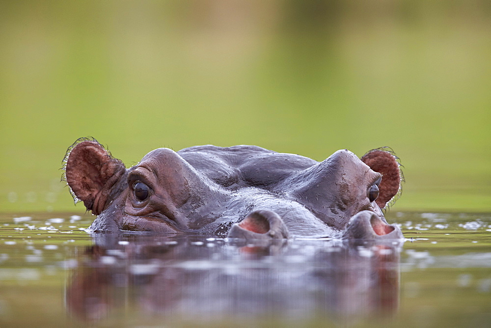 Hippopotamus (Hippopotamus amphibius), Kruger National Park, South Africa, Africa