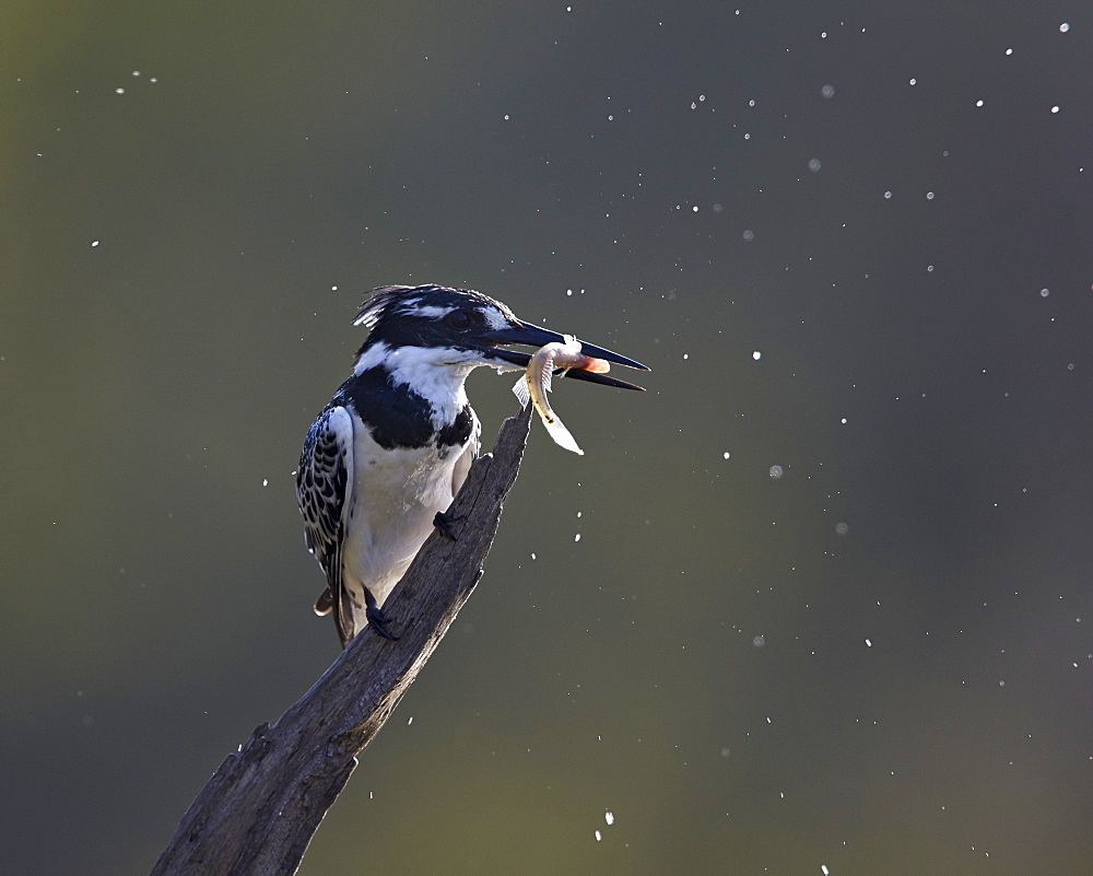 Pied kingfisher (Ceryle rudis) with fish, Kruger National Park, South Africa, Africa