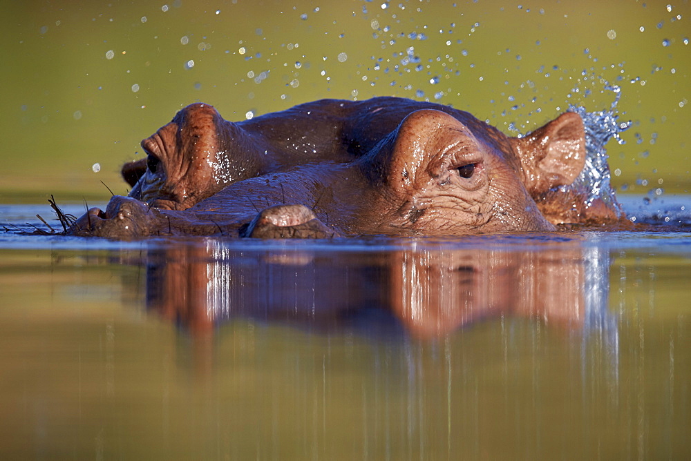 Hippopotamus (Hippopotamus amphibius) flipping water with its ear, Kruger National Park, South Africa, Africa