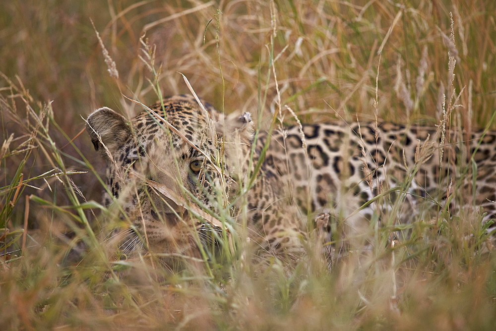 Leopard (Panthera pardus) hiding in tall grass, Kruger National Park, South Africa, Africa