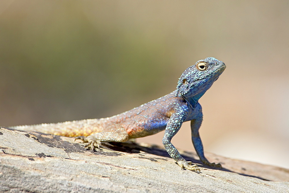 Male Southern rock agama (Agama atra atra), Mountain Zebra National Park, South Africa, Africa