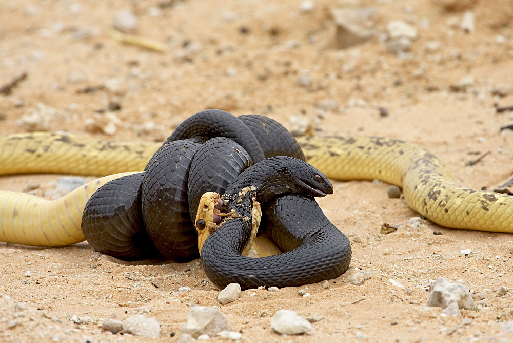 Cape cobra (Naja nivea) and mole snake (Pseudaspis cana) fighting, Kgalagadi Transfrontier Park, encompassing the former Kalahari Gemsbok National Park, South Africa, Africa