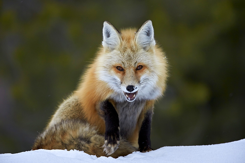 Red Fox (Vulpes vulpes) (Vulpes fulva) in the snow, Grand Teton National Park, Wyoming, United States of America, North America