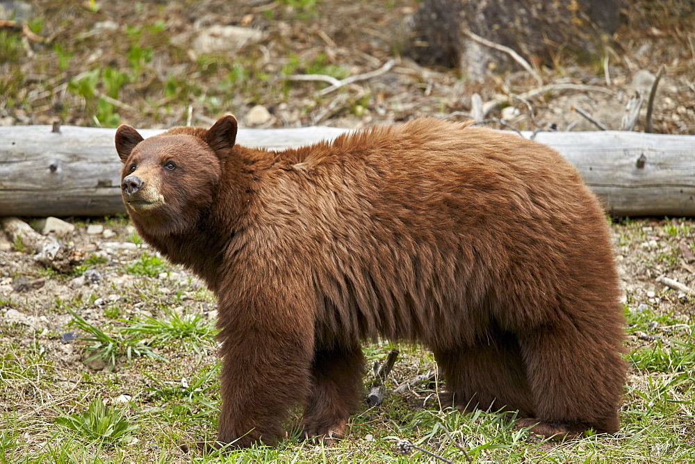 Cinnamon black bear (Ursus americanus), Yellowstone National Park, Wyoming, United States of America, North America