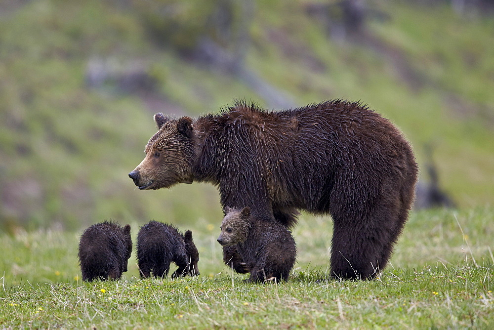 Grizzly bear (Ursus arctos horribilis) sow and three cubs of the year, Yellowstone National Park, Wyoming, United States of America, North America