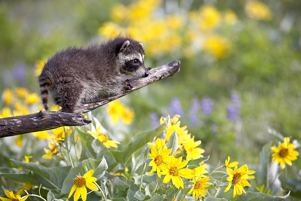 Baby raccoon (Procyon lotor) in captivity, Animals of Montana, Bozeman, Montana, United States of America, North America