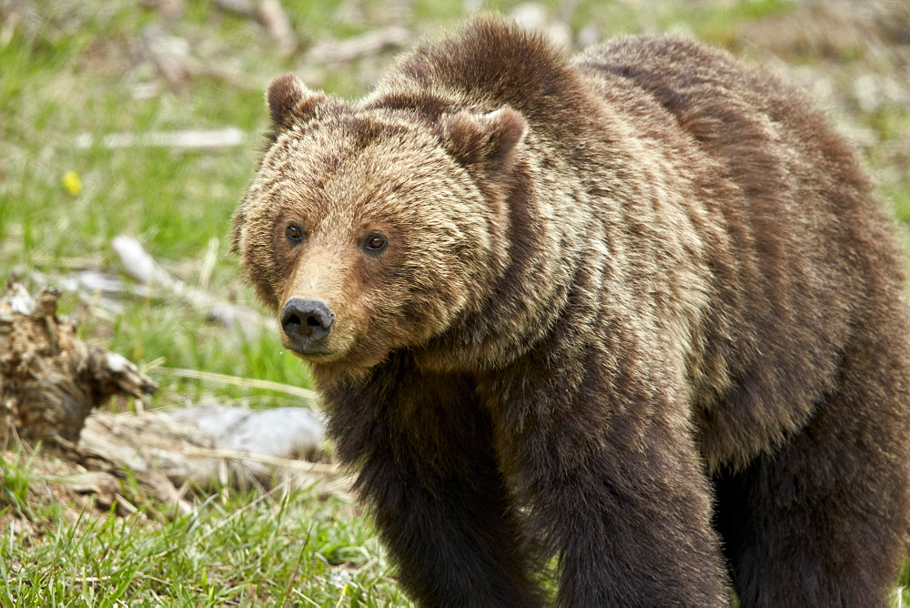 Grizzly bear (Ursus arctos horribilis) sow, Yellowstone National Park, Wyoming, United States of America, North America