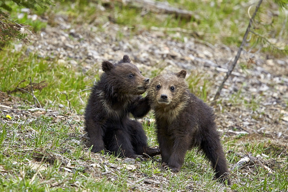 Two Grizzly Bear (Ursus arctos horribilis) cubs of the year or spring cubs playing, Yellowstone National Park, Wyoming, United States of America, North America