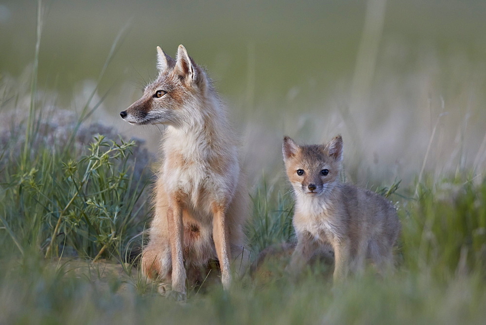 Swift Fox (Vulpes velox) vixen and kit, Pawnee National Grassland, Colorado, United States of America, North America