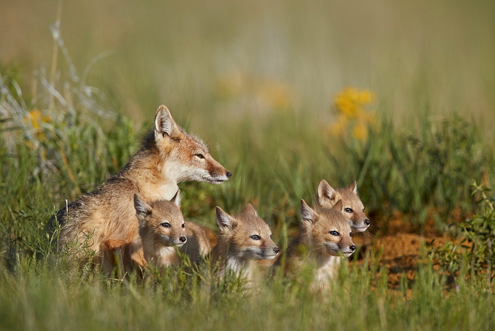 Swift Fox (Vulpes velox) family of a vixen and four kits, Pawnee National Grassland, Colorado, United States of America, North America