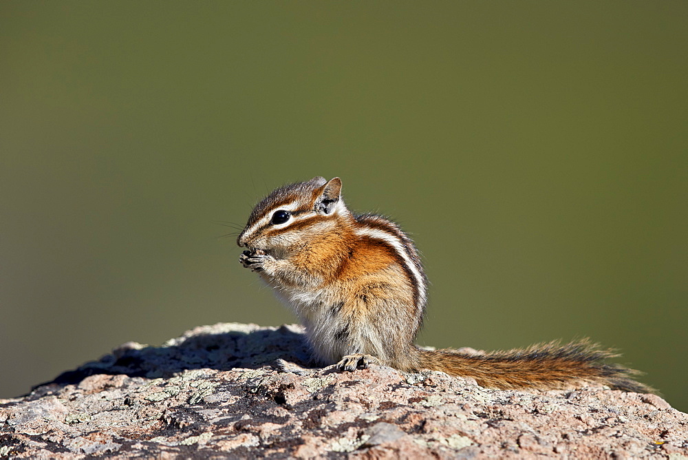 Least chipmunk (Tamias minimus) (Neotamias minimus (Eutamias minimus), San Juan National Forest, Colorado, United States of America, North America