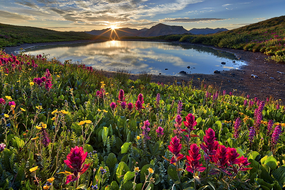 Sunrise over Alpine wildflowers, San Juan National Forest, Colorado, United States of America, North America