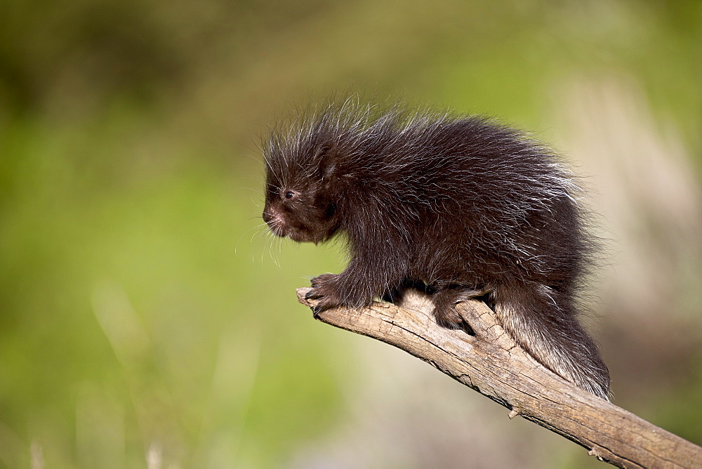 A captive baby porcupine (Erethizon dorsatum), Animals of Montana, Bozeman, Montana, United States of America, North America