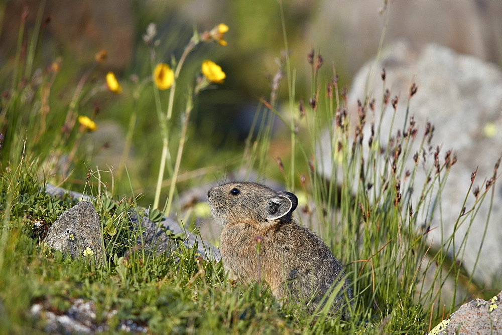 American pika (Ochotona princeps), San Juan National Forest, Colorado, United States of America, North America