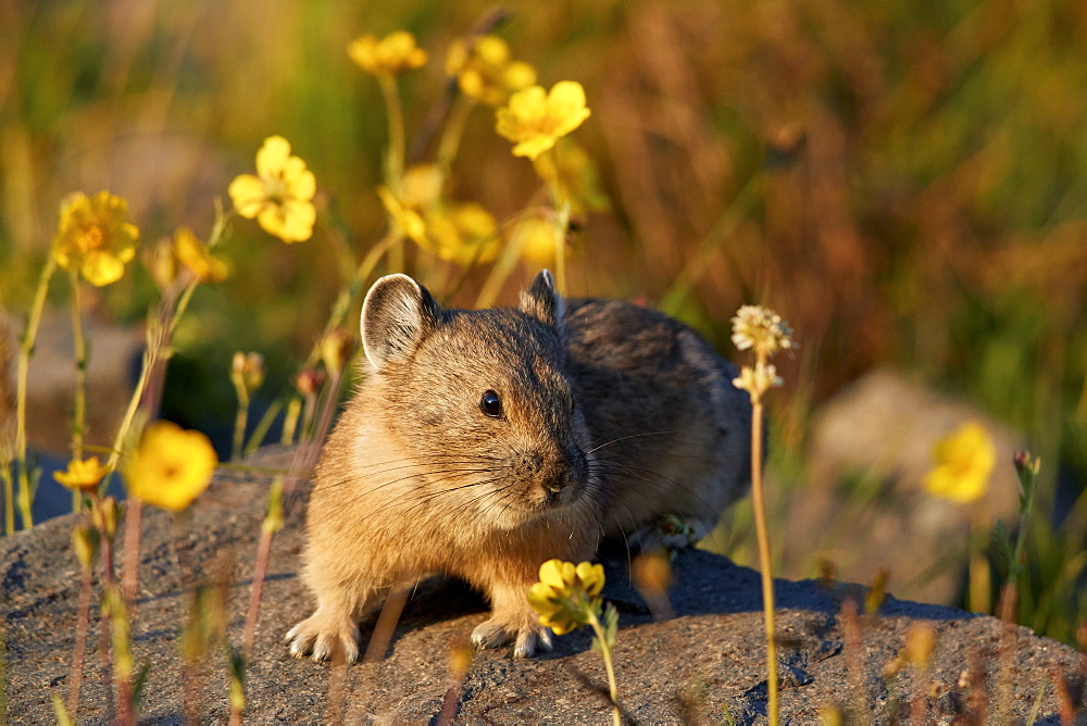 American pika (Ochotona princeps) among yellow wildflowers, San Juan National Forest, Colorado, United States of America, North America