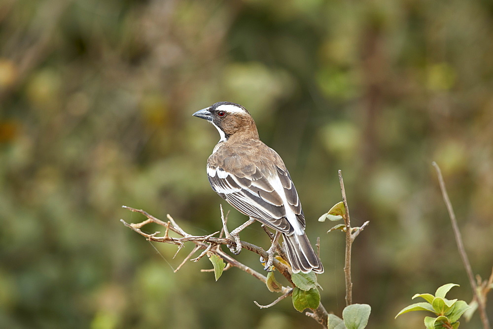 White-browed sparrow-weaver (Plocepasser mahali), Selous Game Reserve, Tanzania, East Africa, Africa