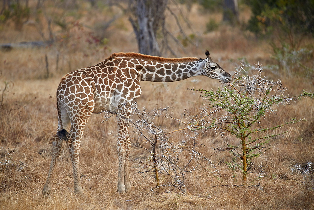 Young Masai giraffe (Giraffa camelopardalis tippelskirchi) feeding, Selous Game Reserve, Tanzania, East Africa, Africa