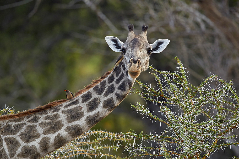 Masai giraffe (Giraffa camelopardalis tippelskirchi) with a red-billed oxpecker (Buphagus erythrorhynchus), Selous Game Reserve, Tanzania, East Africa, Africa