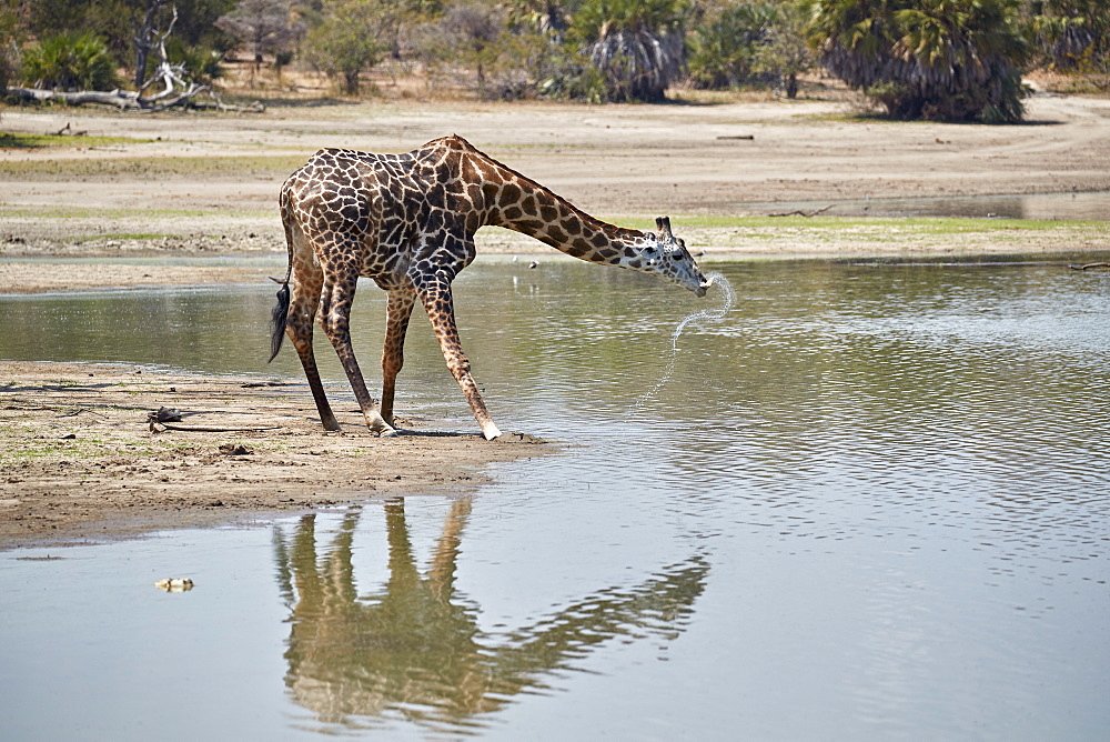 Masai giraffe (Giraffa camelopardalis tippelskirchi) drinking, Selous Game Reserve, Tanzania, East Africa, Africa