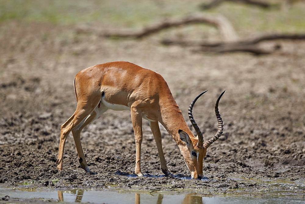 Impala (Aepyceros melampus) buck drinking, Selous Game Reserve, Tanzania, East Africa, Africa