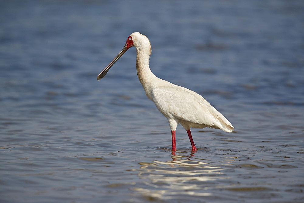 African spoonbill (Platalea alba), Selous Game Reserve, Tanzania, East Africa, Africa