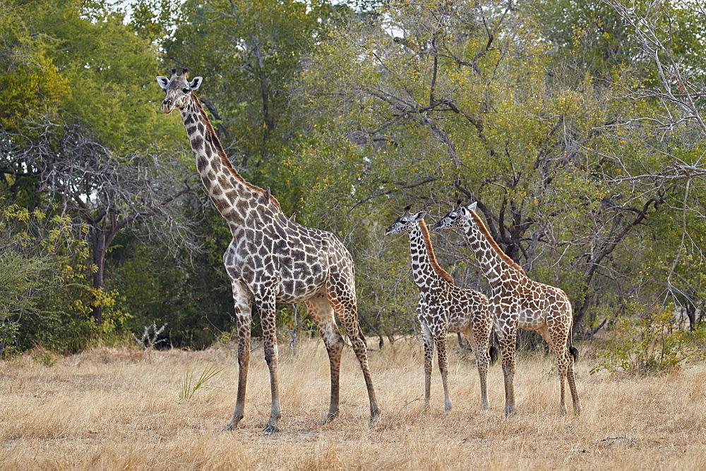 Masai giraffe (Giraffa camelopardalis tippelskirchi), adult and two juveniles, Selous Game Reserve, Tanzania, East Africa, Africa