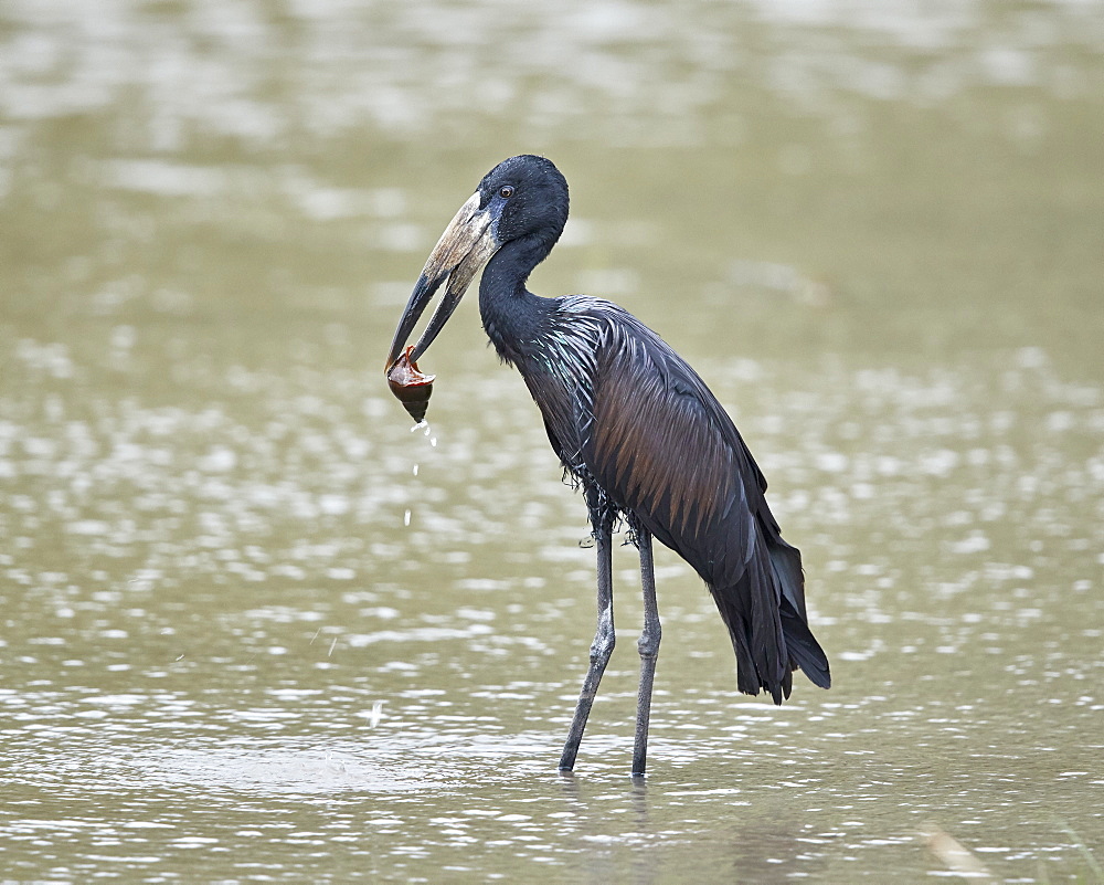 African open-billed stork (African openbill) (Anastomus lamelligerus) with a snail, Selous Game Reserve, Tanzania, East Africa, Africa