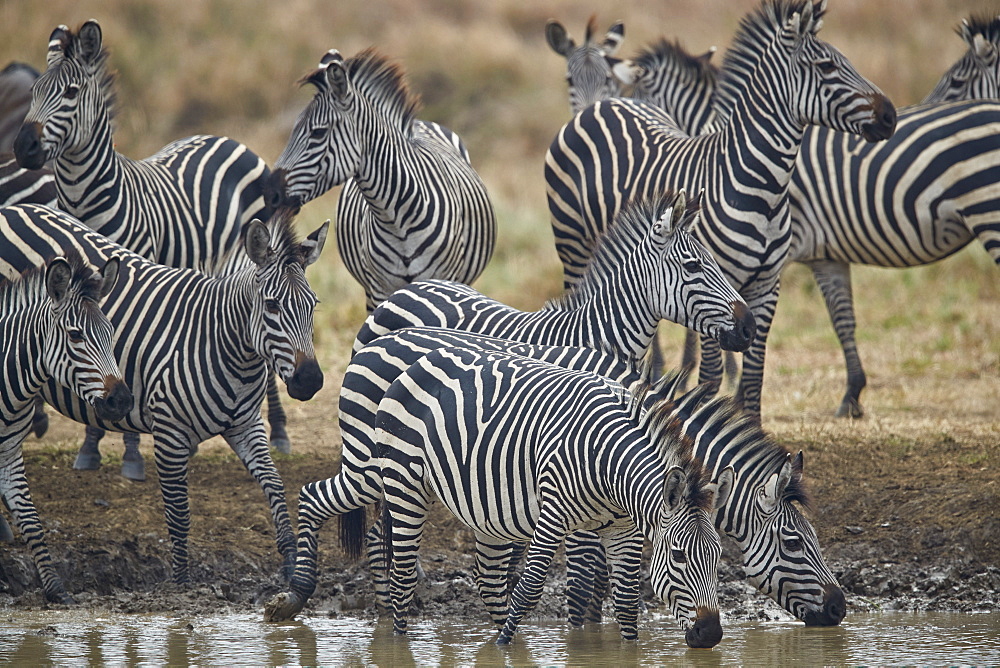 Group of common zebra (plains zebra) (Burchell's zebra) (Equus burchelli) drinking, Mikumi National Park, Tanzania, East Africa, Africa