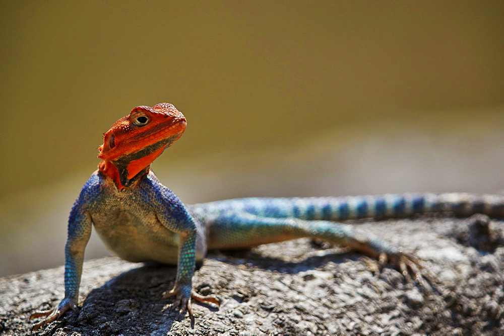 Common agama (red-headed rock agama) (rainbow agama) (Agama agama), male, Ruaha National Park, Tanzania, East Africa, Africa