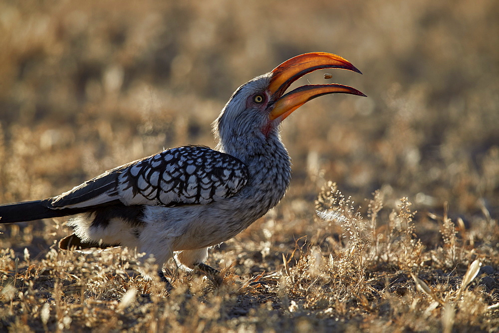 Southern yellow-billed hornbill (Tockus leucomelas) flipping a seed, Kgalagadi Transfrontier Park, encompassing the former Kalahari National Park, South Africa, Africa