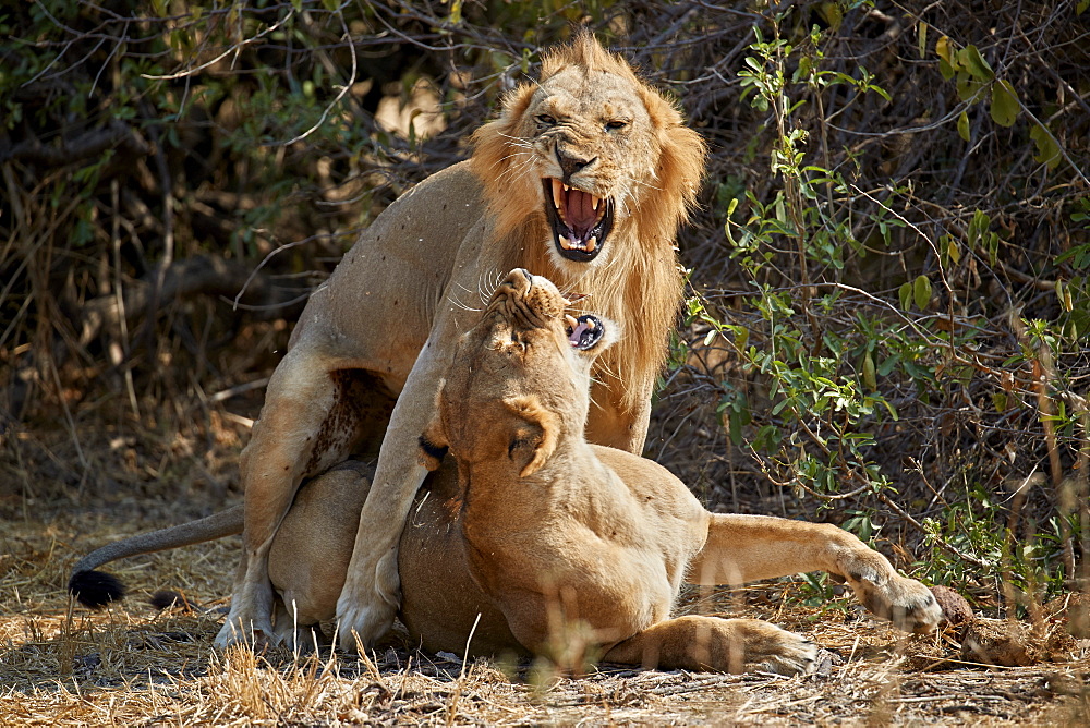 Lion (Panthera leo) pair mating, Ruaha National Park, Tanzania, East Africa, Africa