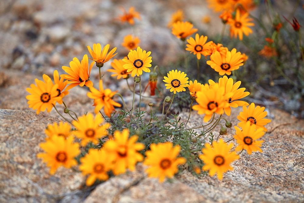 Namaqualand daisy (Jakkalsblom) (Dimorphotheca sinuata), Namakwa, Namaqualand, South Africa, Africa