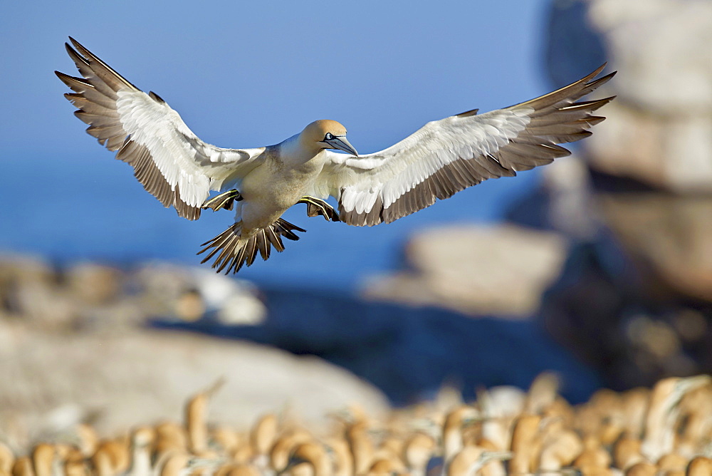 Cape gannet (Morus capensis) landing, Bird Island, Lambert's Bay, South Africa, Africa