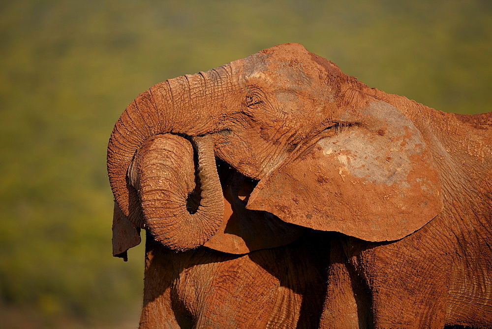 Two African elephant (Loxodonta africana) embracing, Addo Elephant National Park, South Africa, Africa