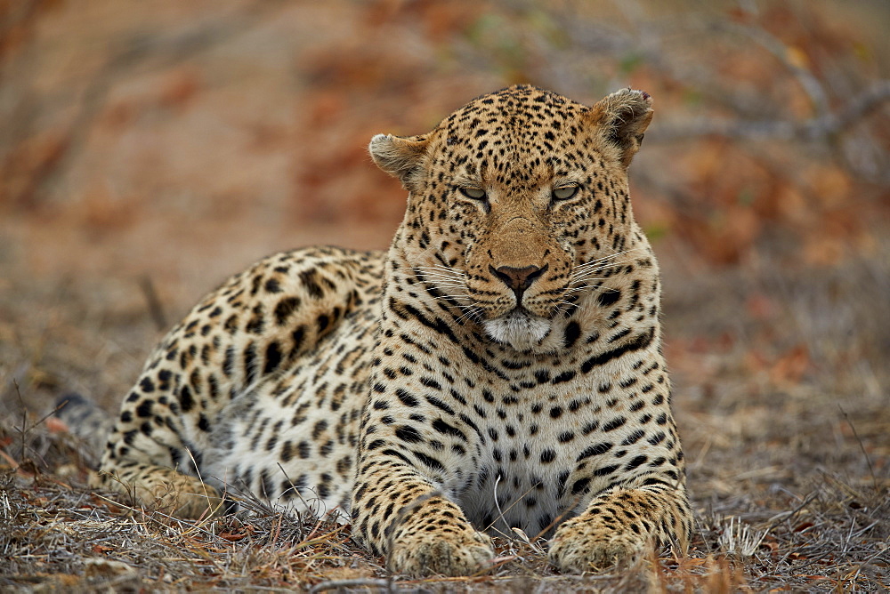 Leopard (Panthera pardus), male, Kruger National Park, South Africa, Africa