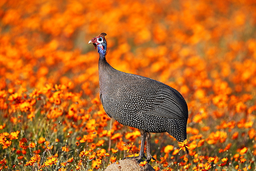 Helmeted guineafowl (Numida meleagris) among orange wildflowers, Namaqualand daisies and glossy-eyed mountain daisies, Namaqua, South Africa, Africa