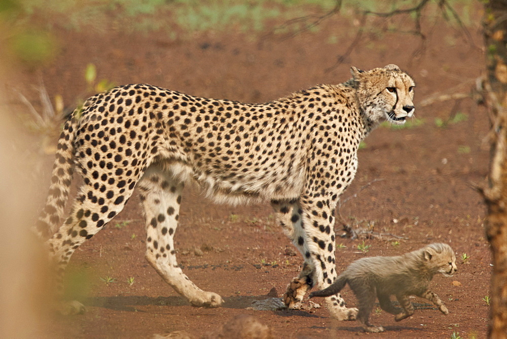 Cheetah (Acinonyx jubatus) mother and cub, Kruger National Park, South Africa, Africa