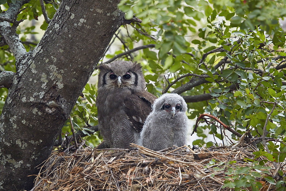 Verreaux's eagle owl (giant eagle owl) (Bubo lacteus) adult and chick on their nest, Kruger National Park, South Africa, Africa