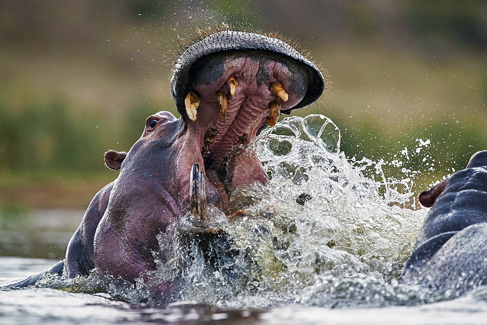 Hippopotamus (Hippopotamus amphibius) sparring, Kruger National Park, South Africa, Africa